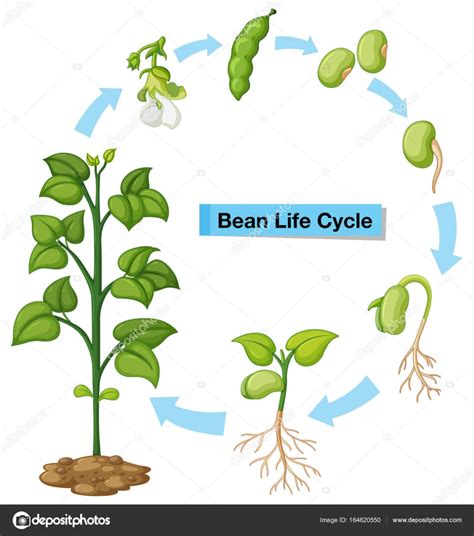 Životní cyklus rostlin Pinto Bean